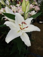 [5304 Cotopaxi No01.JPG]